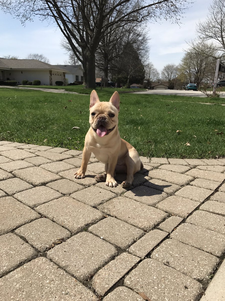 Illinoisboyyy's tweet photo. Milo is loving the big yards & the freedom to run every where outside. 😍🐶 #MiloAdventures https://t.co/0SMFUvFXR1