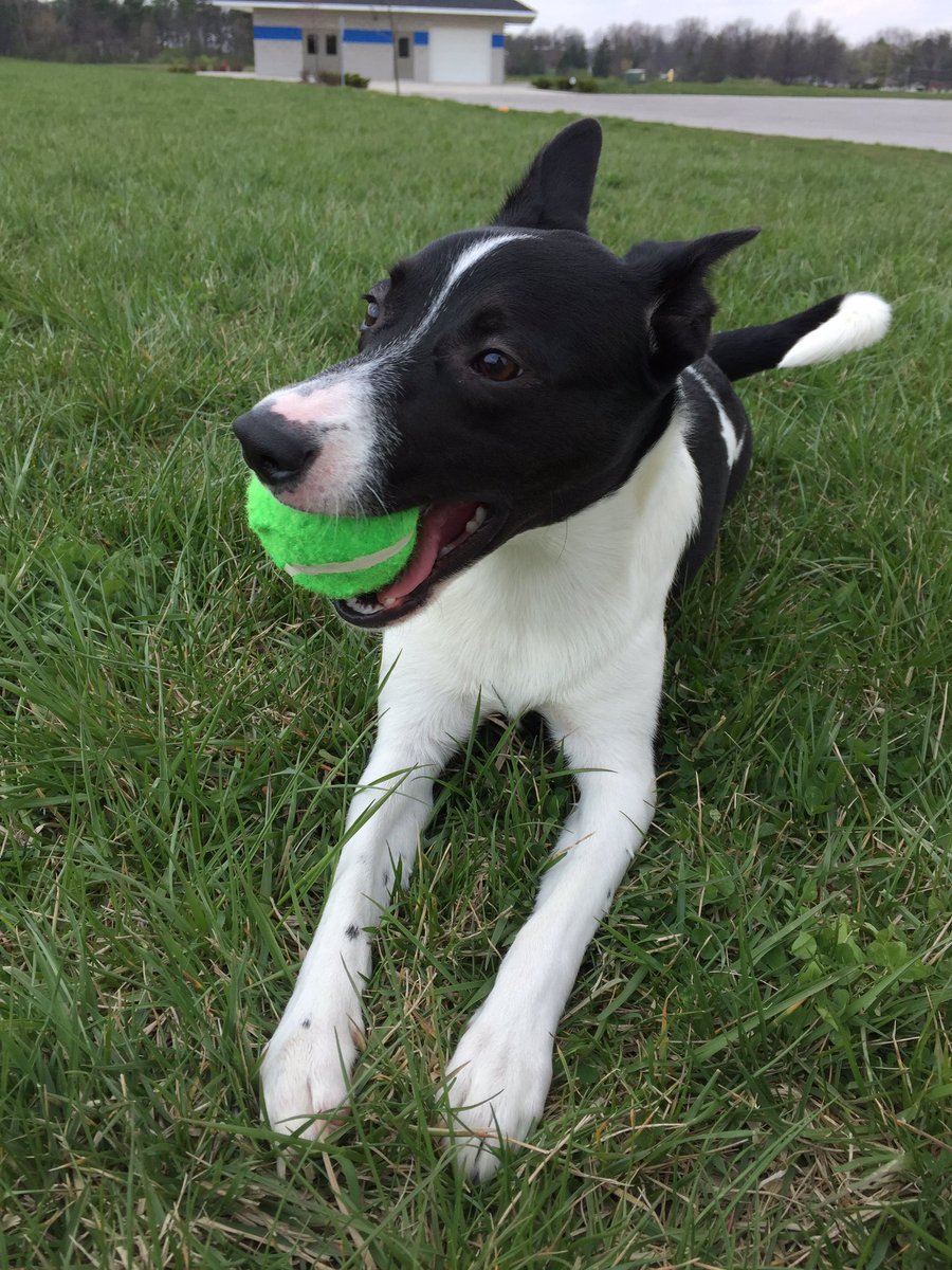 PuckettSarah's tweet photo. 🌞🐾🎾 https://t.co/kx0p6HMCPX