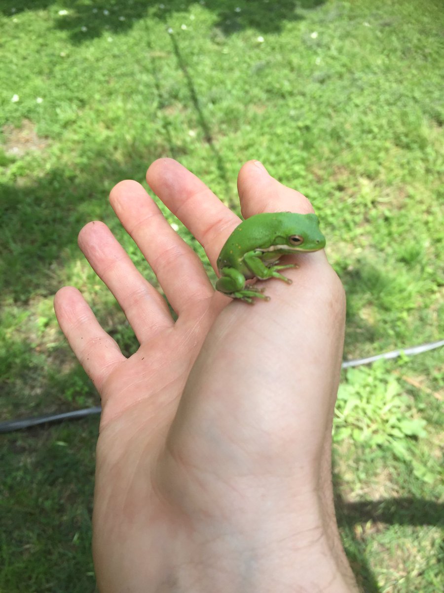 TxChrisHealth's tweet photo. Just found a tree frog in my back yard!!! We let him go in a big tree. He was super friendly too, just hung out, never tried to jump away. https://t.co/oUy8lBdJTL