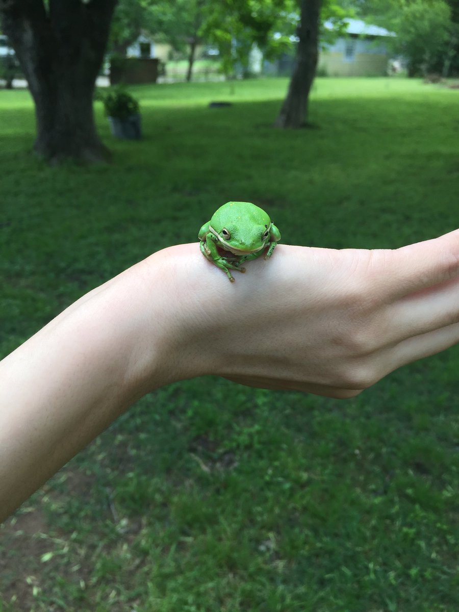 TxChrisHealth's tweet photo. Just found a tree frog in my back yard!!! We let him go in a big tree. He was super friendly too, just hung out, never tried to jump away. https://t.co/oUy8lBdJTL