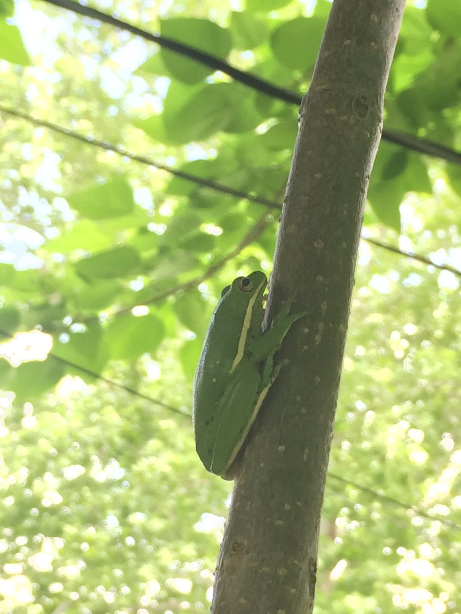 TxChrisHealth's tweet photo. Just found a tree frog in my back yard!!! We let him go in a big tree. He was super friendly too, just hung out, never tried to jump away. https://t.co/oUy8lBdJTL