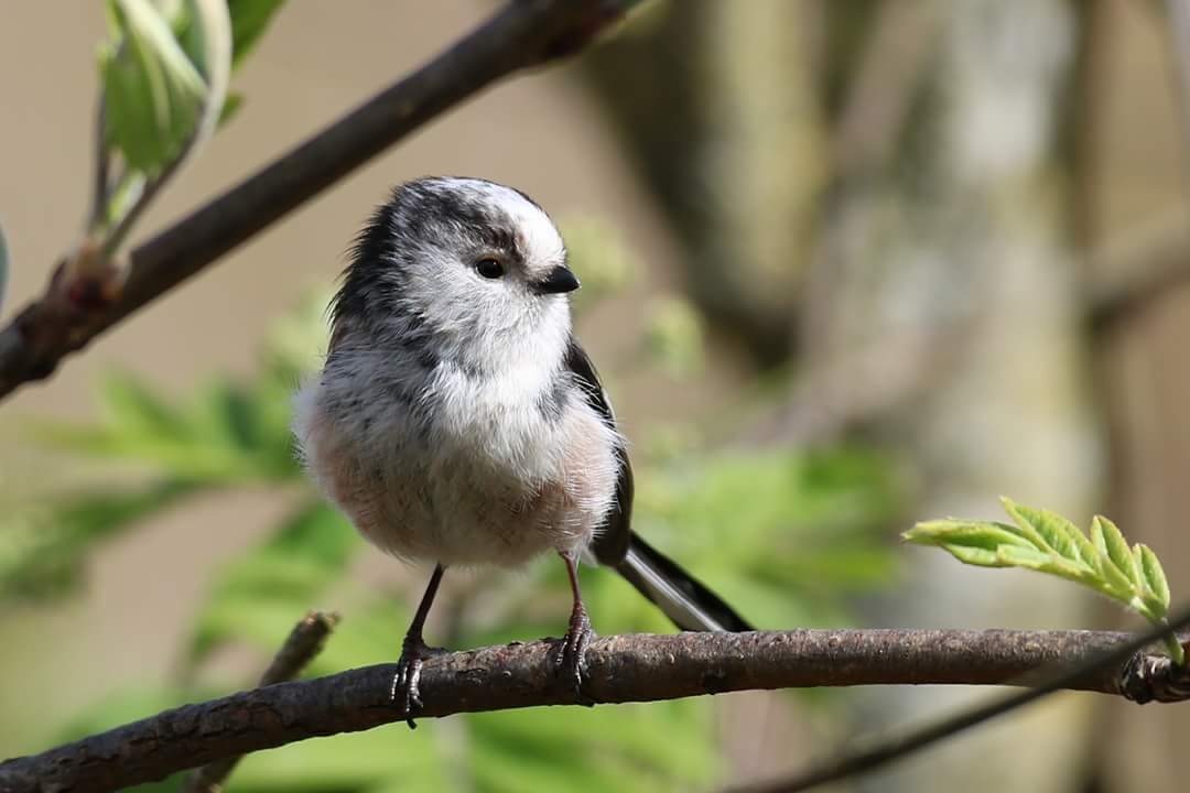Scottmcgregor77's tweet photo. Nice couple of hours spent at balgavies loch #balgavies #angus #birds https://t.co/aZyJtjvY2c