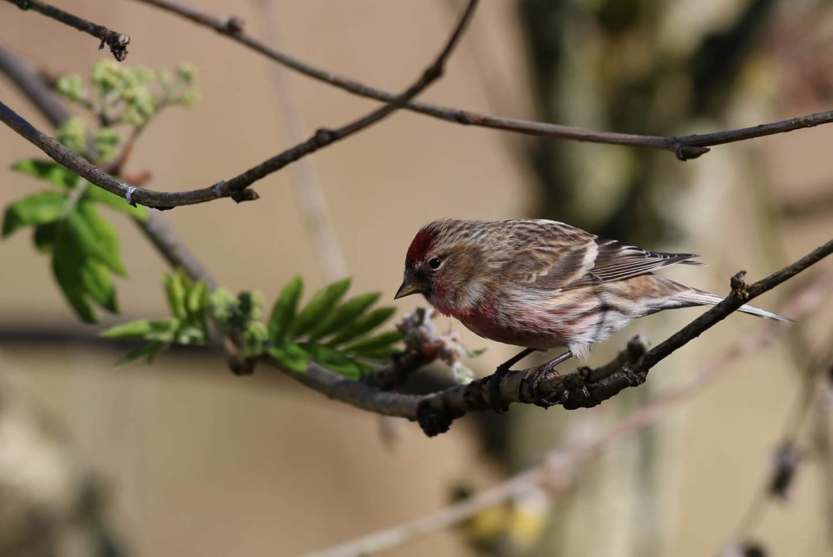 Scottmcgregor77's tweet photo. Few more pics #balgavies #angus #birds https://t.co/Cr6URjuuCH
