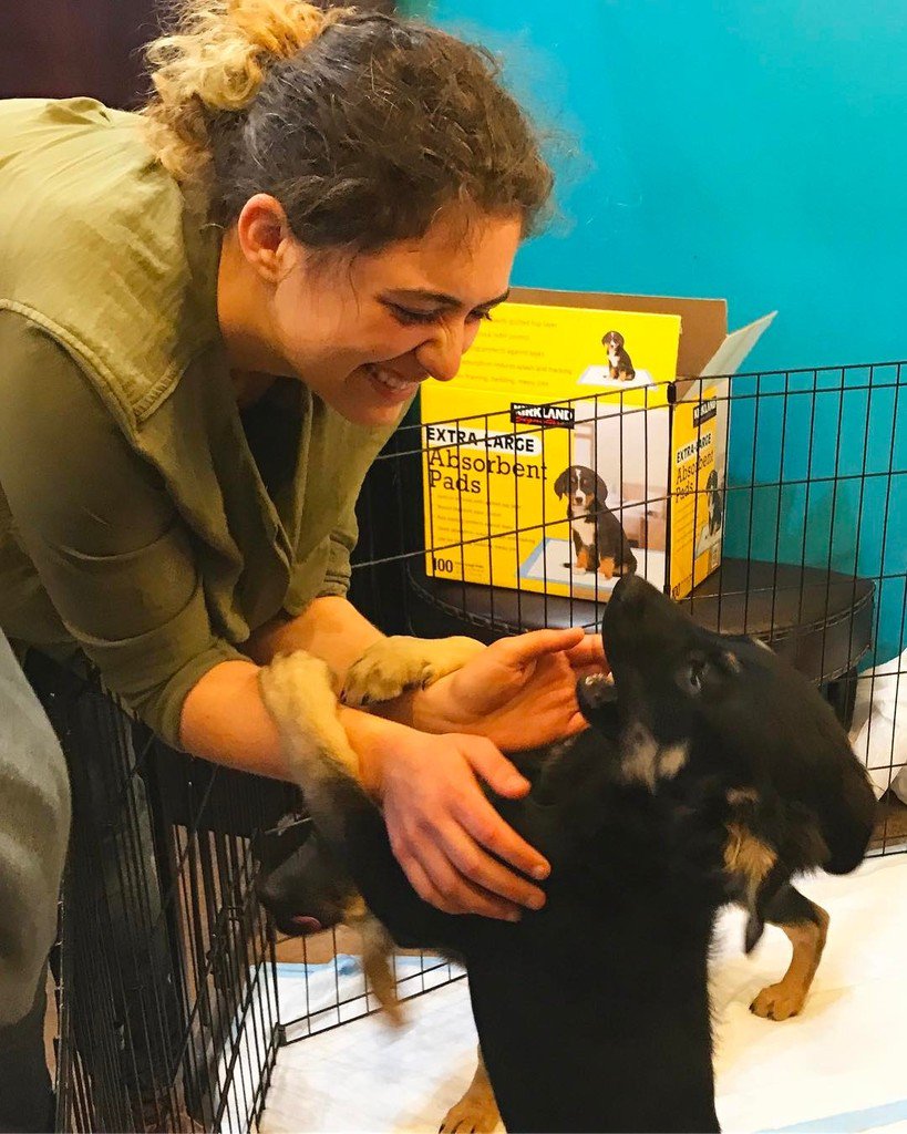 HipHoundShop's tweet photo. https://t.co/rumfXrngCZ 😍🐶🙌 Come play with some adoptable puppies! @puplandiadogrescue is here until 2! #dogsofinstagram #nwdogs #rescueso… https://t.co/6lLRg7DQsI