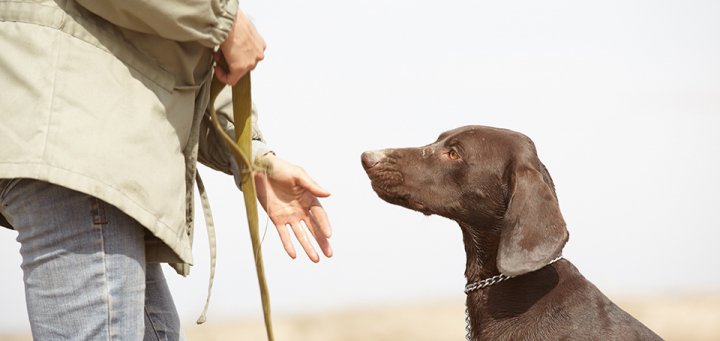 NorthEdgeK9's tweet photo. Looking for #groupdogtraining for your adult dog? Click here to learn more: https://t.co/kaHQ4GLuOr #mainedogtraining https://t.co/yBooIW0PoO