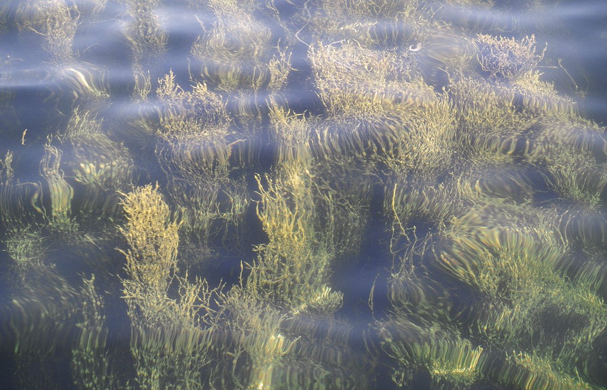 Amberoot's tweet photo. There is quite range of natural textiles,such as #Seacell-a textile made from seaweed. @Amberoot we encourage natural textiles &amp; #diversity💚 https://t.co/PavX0wkQv3