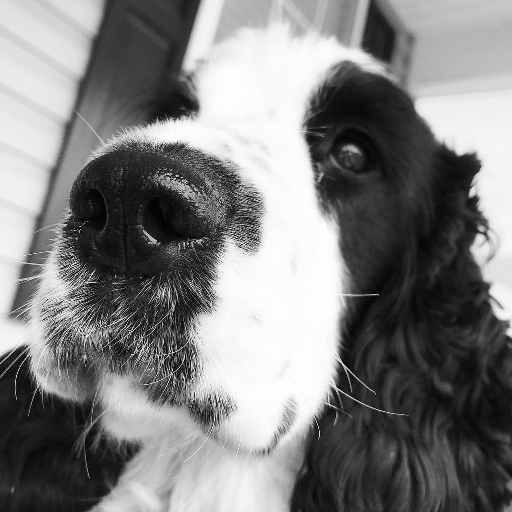 ZeroandMog's tweet photo. Mog #blackandwhitedog #blackandwhite #blackandwhitephotography #dogsofinstagram #cockerspanielsofinstagram #cockerworld #cockerspainel #eng… https://t.co/BRaSHqNkbx