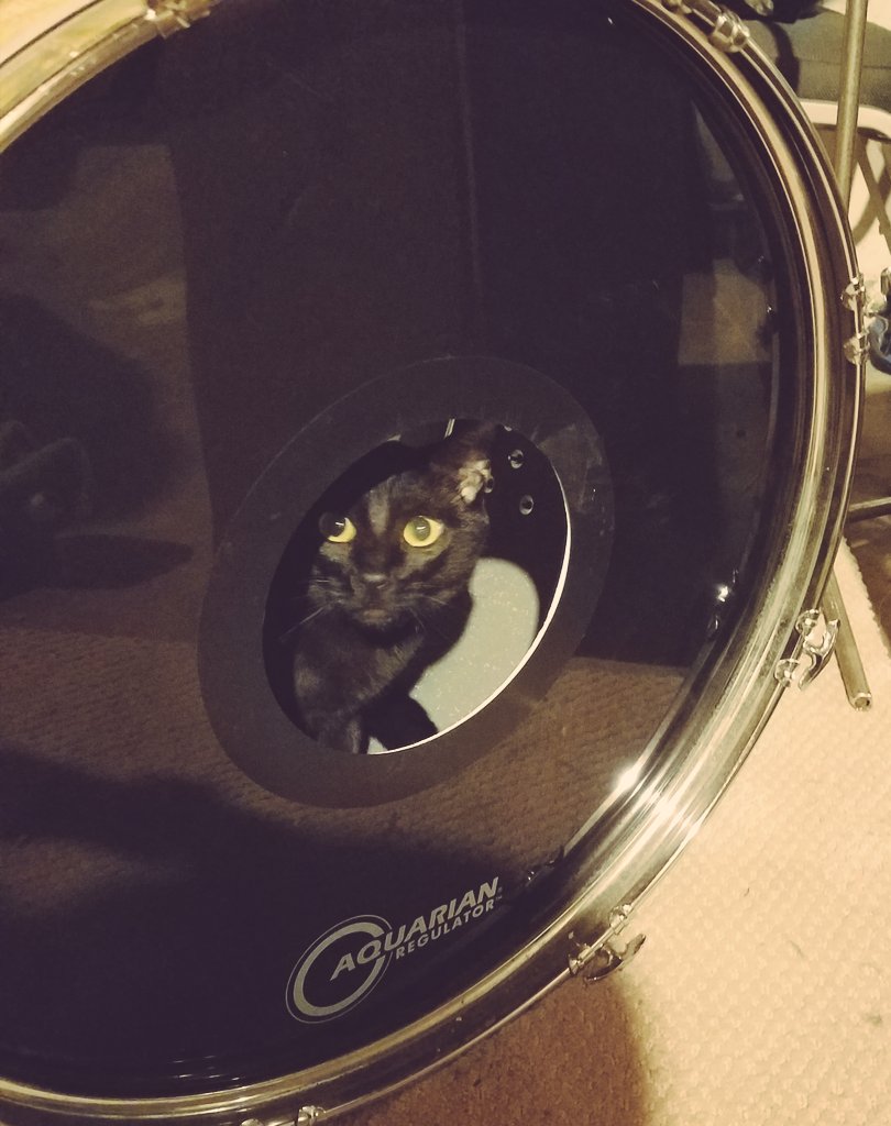 TheHawkeyes's tweet image. Dude, you may wanna find better sleeping arrangements #bottomend #catphotos