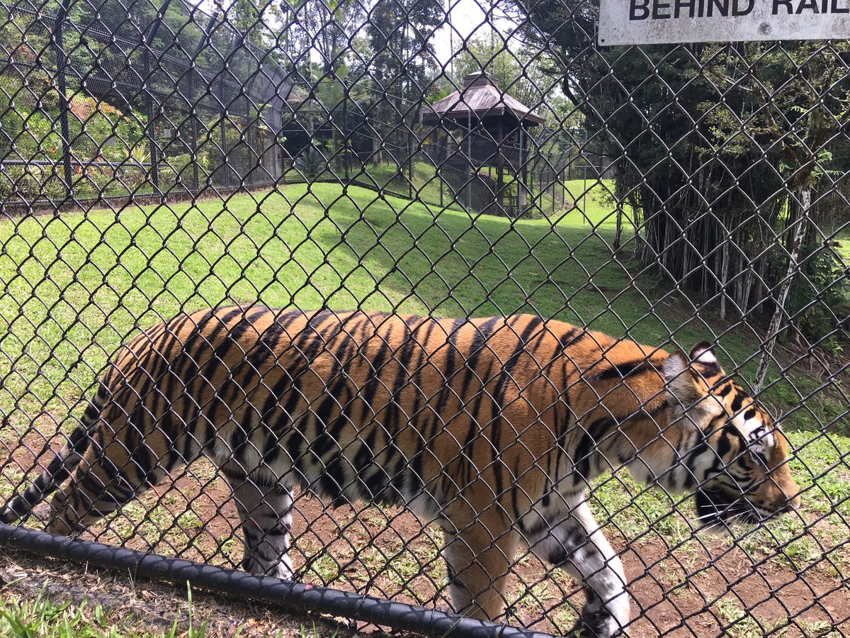 IsaiahKawaiola's tweet photo. Zoo https://t.co/wjSeTDJKZI