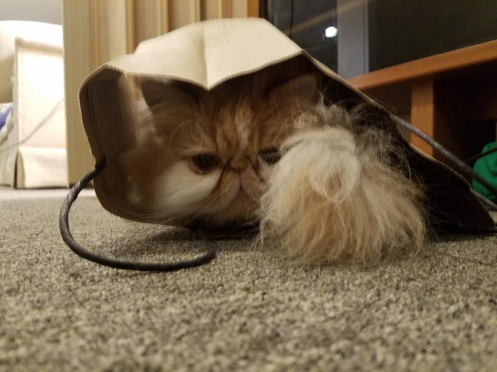 TeamTangent's tweet photo. Momo found a bag! https://t.co/hGcRyCAOpI