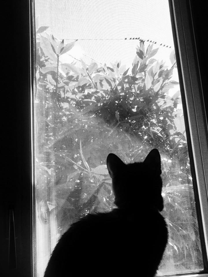 Ninja bird watching #indoorcat #havanabrowncat #cat #cats #CatsOfTwitter #kitty #Caturday #birdwatching #Birds #photography