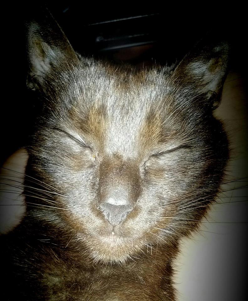 My little Ninja #cat #cats #CatsOfTwitter #kitty #rescue #Caturday #indoorcat  #havanabrowncat #browncat @FancyPanther1