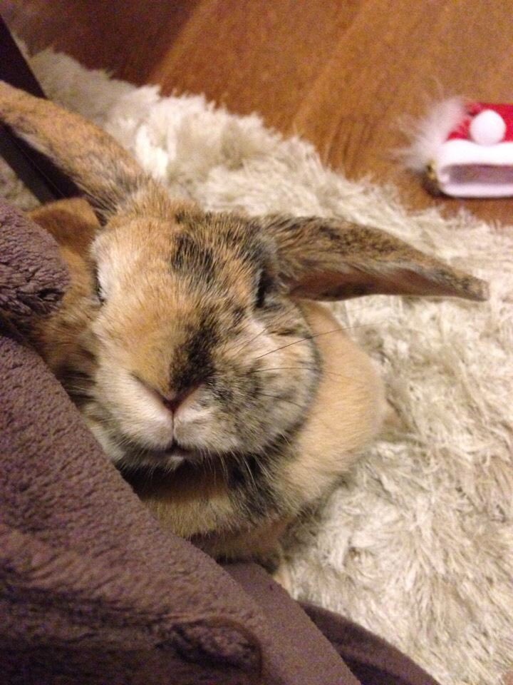 RetroJohnny's tweet photo. It's three years to the day since I said goodbye to you for the last time.

I miss you so much Caramel.

Love you always ❤❤❤❤❤ https://t.co/P3epIY2sJn