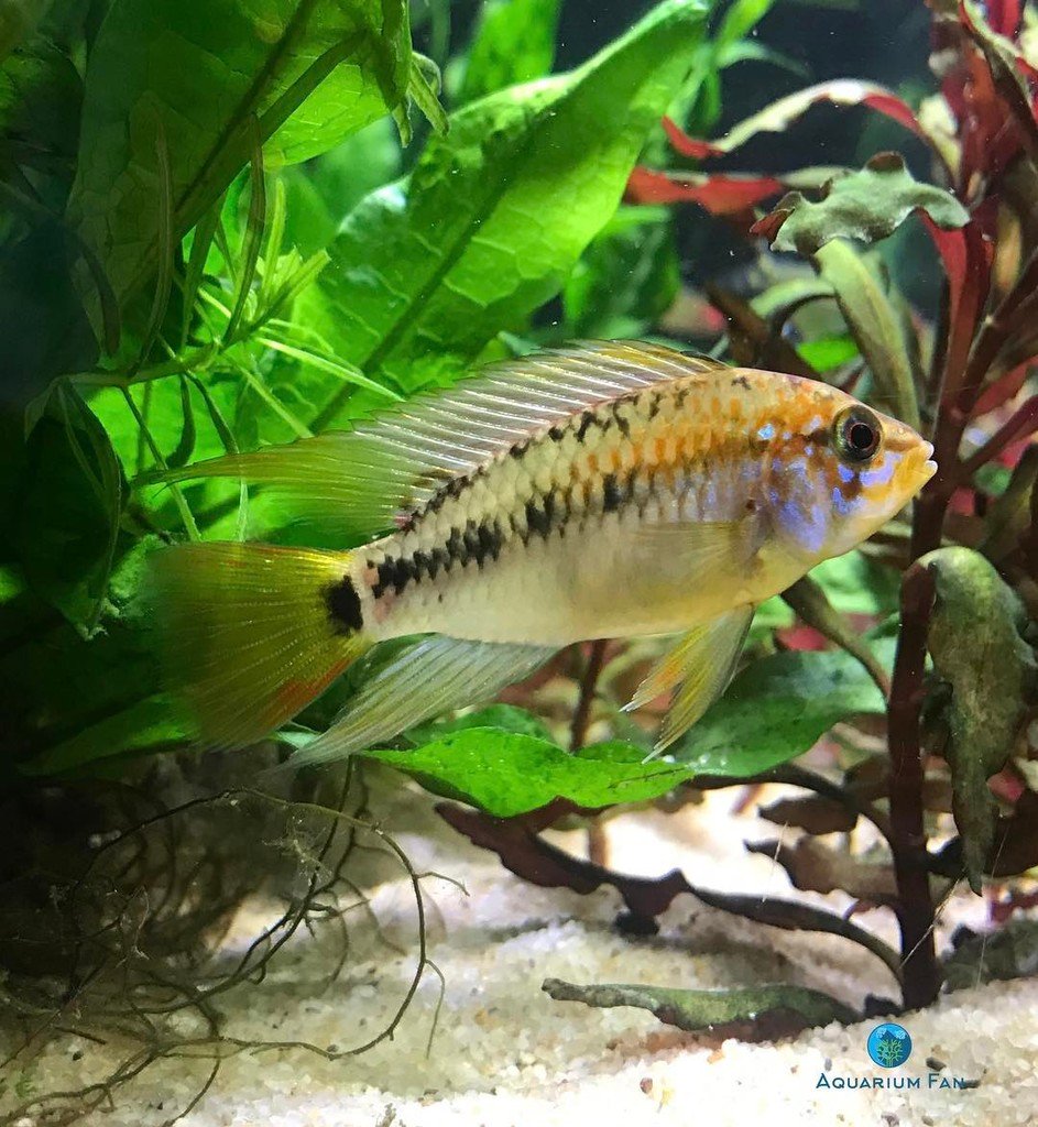 AquariumFan's tweet photo. About to reunite this bro with his bride.
#apistogrammamacmasteri #Apistogramma #DwarfCichlid #cichlid #plantedta… https://t.co/PA8tAfDABB https://t.co/rmlmpI7w38