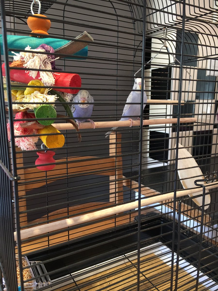 emeeking18's tweet photo. @MickeyBeese Meet Clive &amp; Sammy, the newest members to the family 🤦🏼‍♀️#easterbudgies https://t.co/xCJARBvXst