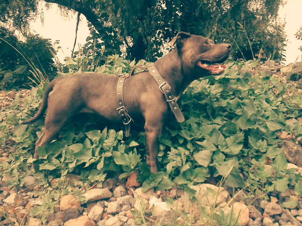 ChekoKafka's tweet photo. #Dog #americanbully #Griselda https://t.co/SatX8YQOP4