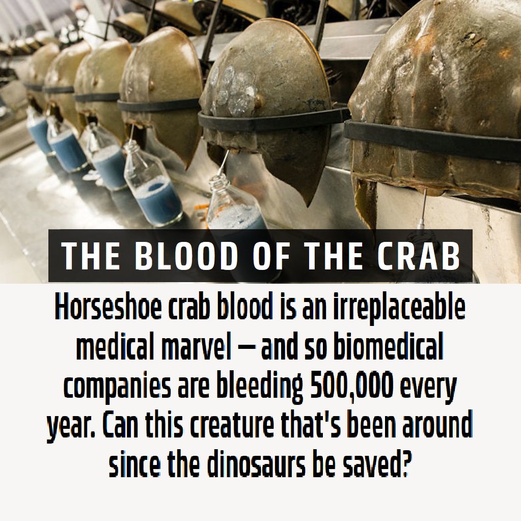 SothicBio's tweet photo. Lively debate over at #PopMech re Blood Harvest article https://t.co/3SpK9XuqUr #HorseshoeCrab https://t.co/L5WV3b85NU