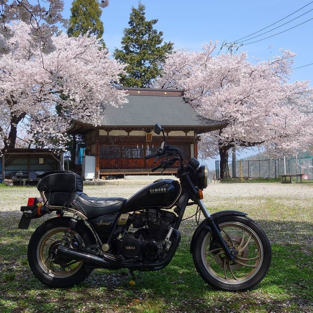 karoron645's tweet photo. 山梨は桜が満開です~🎵(^_^) #xj650spl #笛吹市 https://t.co/e8KWfbvT2r https://t.co/fmYksj7K2X