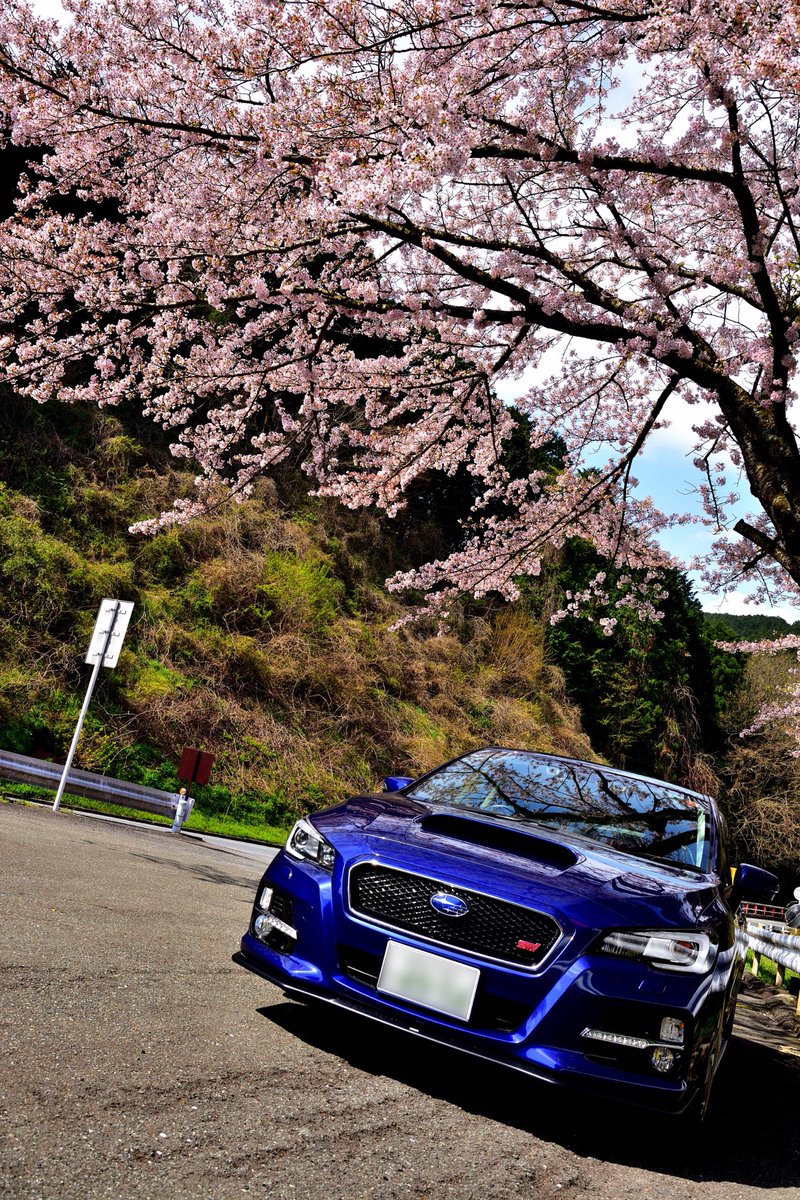 たぐ ターンパイク好きなんだけど 桜の時期は御所の入り駐車場は車いっぱいで 撮りたい構図で撮れないのだけが残念 W ターンパイク レヴォーグ Subaruと桜