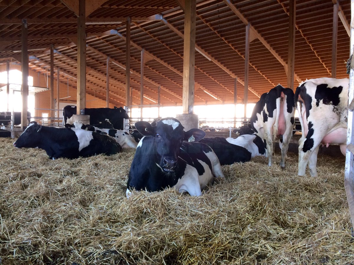TinaV049's tweet photo. The calving pen is looking full! #ontag #fun365 https://t.co/zAYxvmRCf8