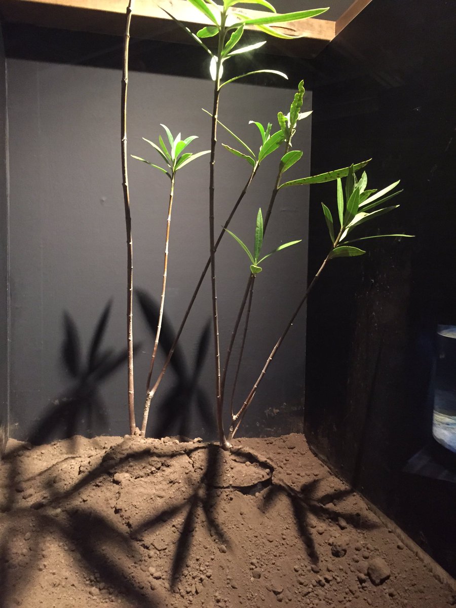 よく見る植物 キョウチクトウ がめちゃくちゃヤバイやつだった 強い毒があるのにそこらじゅうに生えてる Togetter