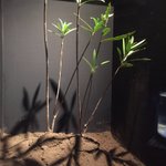 この木、そんなに危険だったのか!キョウチクトウ、恐るべし!