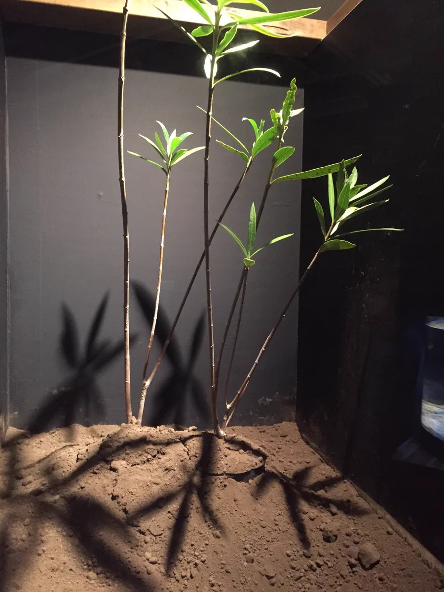 この木、そんなに危険だったのか！キョウチクトウ、恐るべし！！