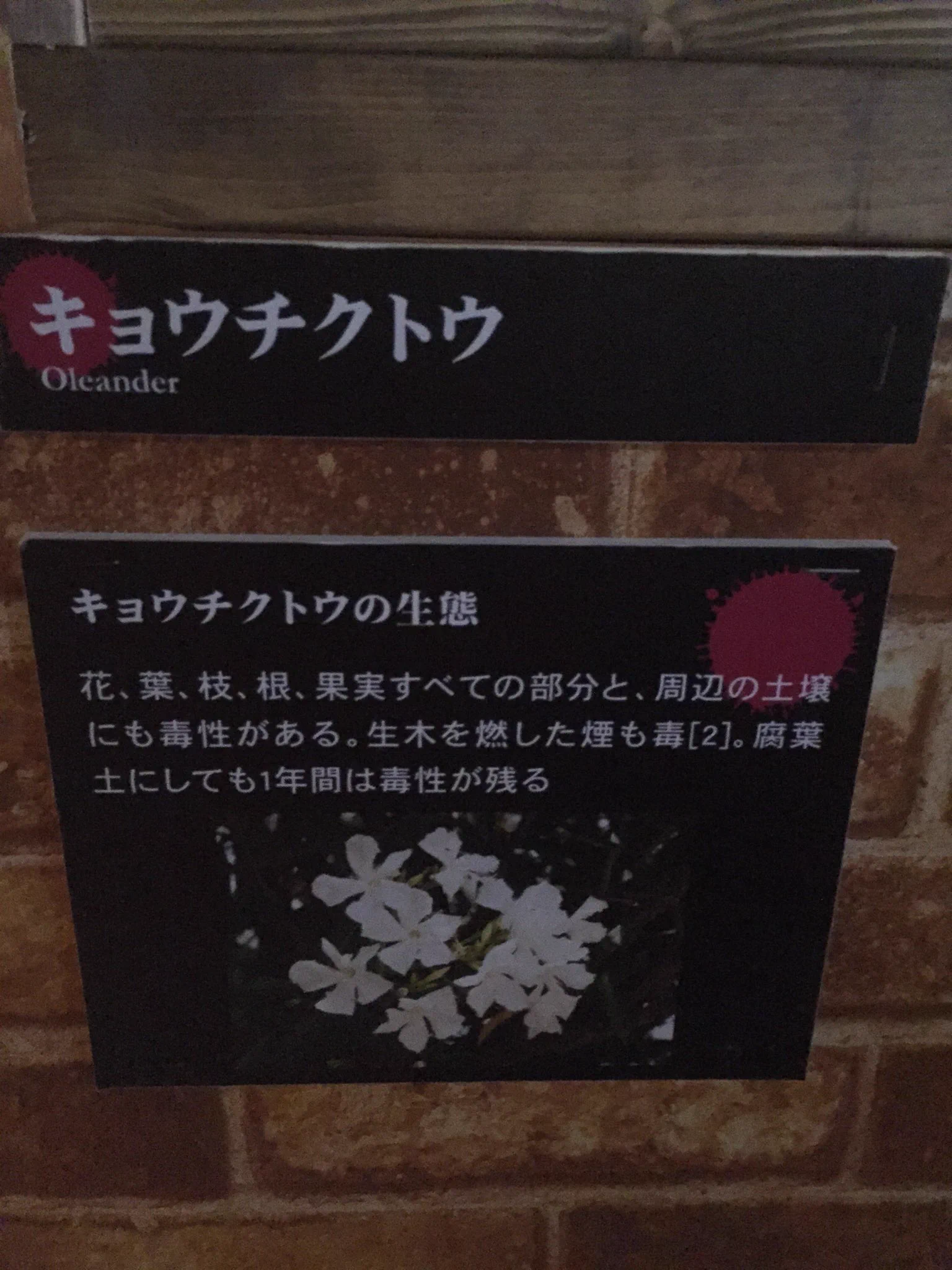 この木、そんなに危険だったのか！キョウチクトウ、恐るべし！！