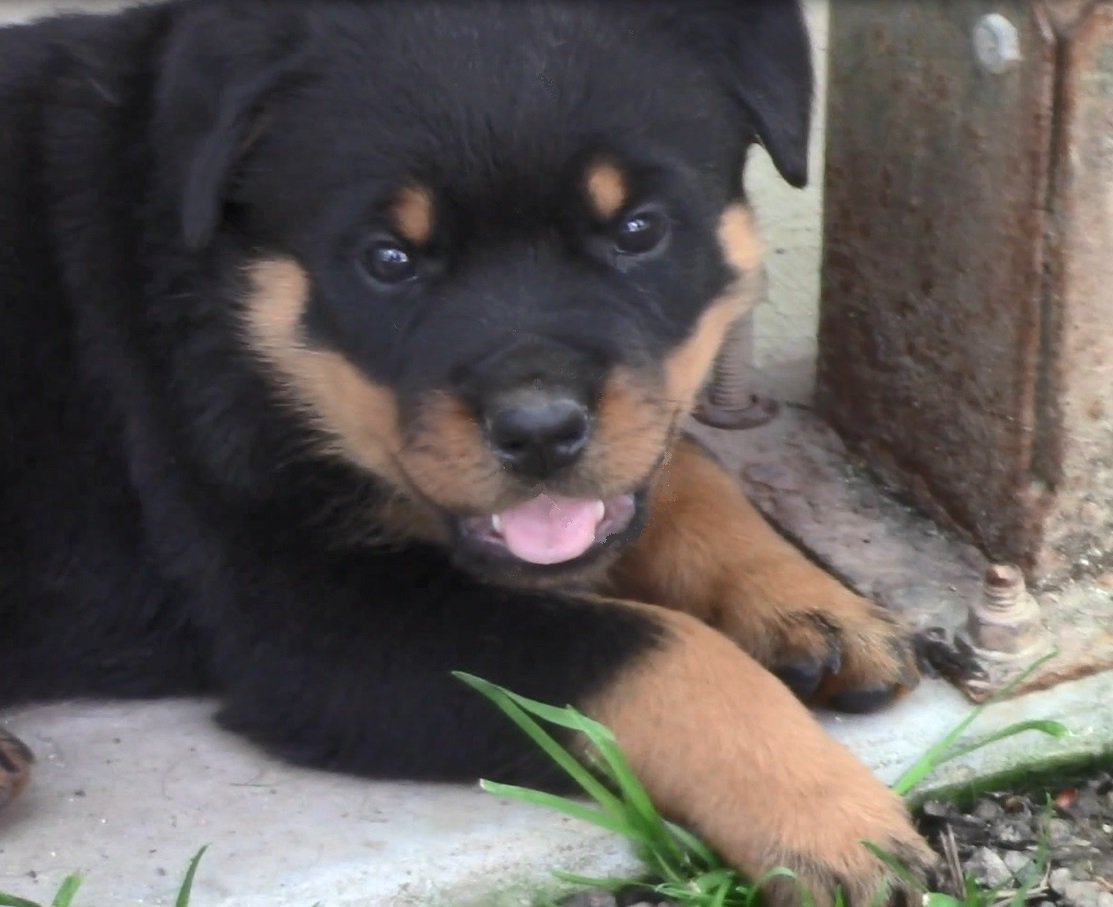 AustinDJordan's tweet photo. We (@RealMcCoyJordan &amp; I) decided! Here is @BarkleyJordan17, our Rottweiler Puppy . . . https://t.co/z6Eo7OzeH8