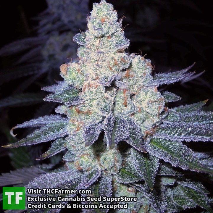 thcfarmer_forum's tweet photo. #DivineGenetics Always breeding dank πΏ
We ship seeds worldwide π
Credit cards are accepted π³
Visit our store for⦠https://t.co/jQu6OISlmV https://t.co/oAvb4TjofP