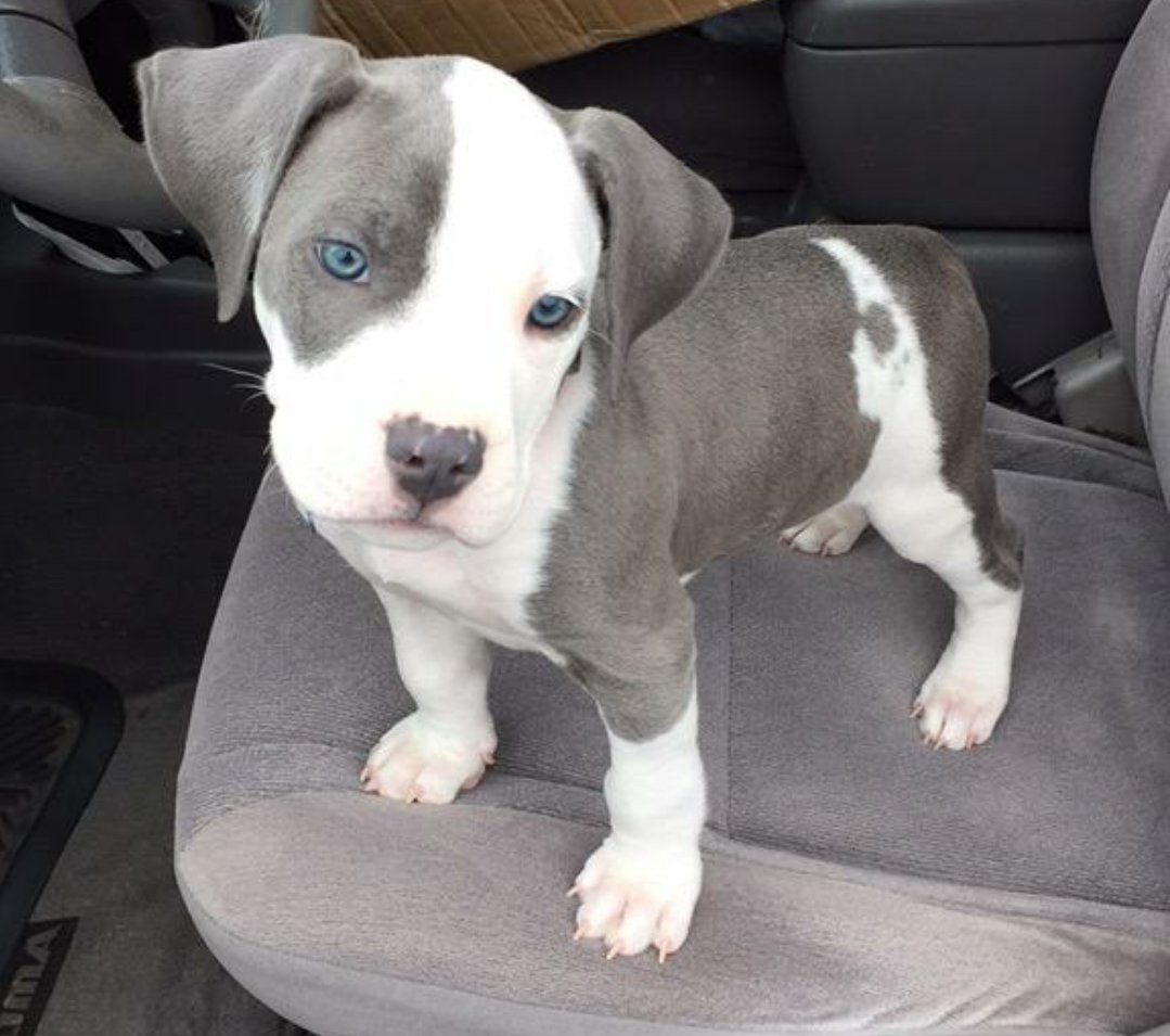 Pit Bulls 🐶 tweet media