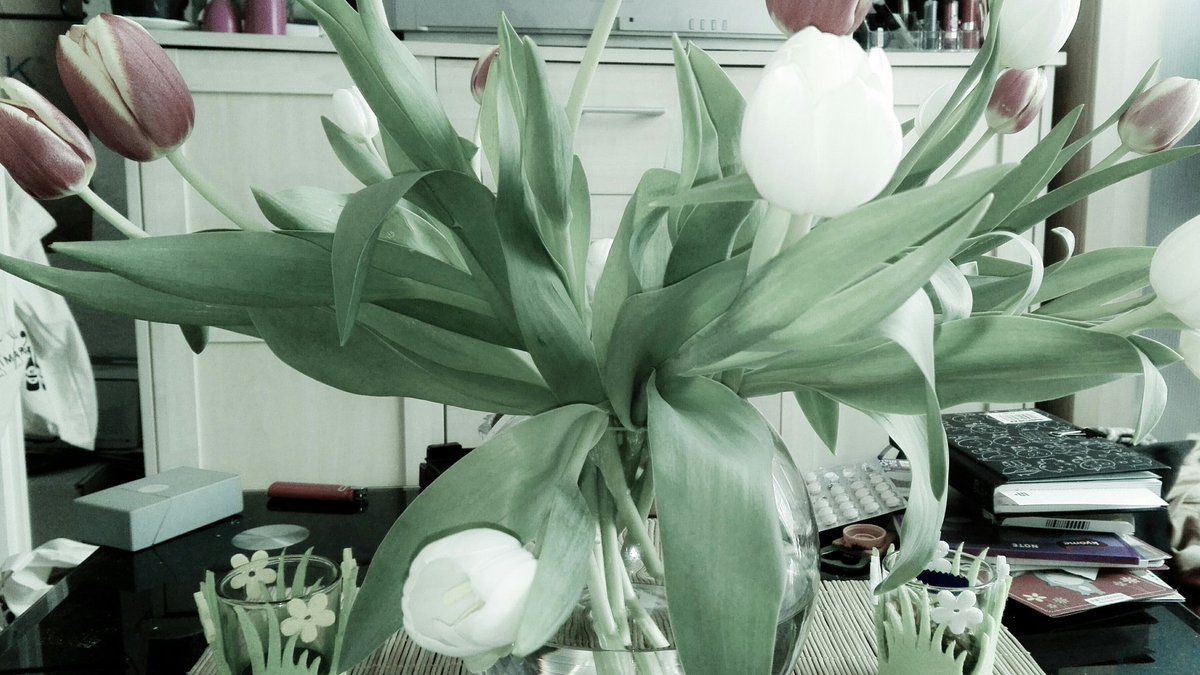 GrotkowskaPat's tweet photo. #ostern #easter #wielkanoc #germany #hannover #tulipen https://t.co/vvTma3ivU2