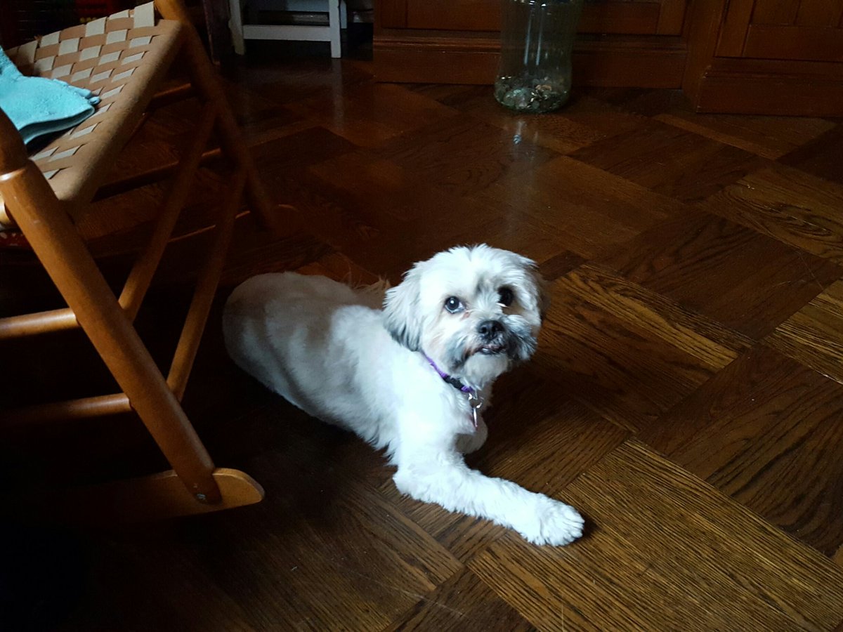 Unhealthyoffice's tweet image. Arrived home from #pcaaca17  about 7am EDT and saw this dude! Tired as I was, I have him a big hug and a short walk b4 passing out.