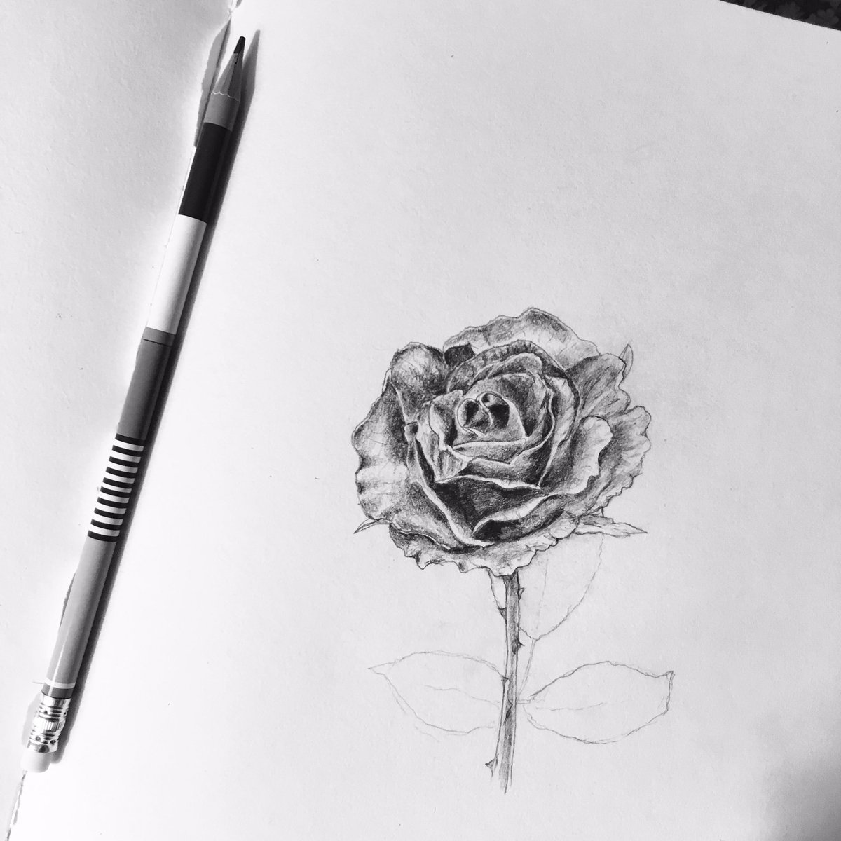 PalaeoLoser's tweet photo. 🌹 https://t.co/wuqbpMnhbW