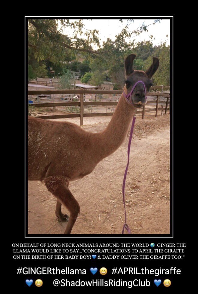 tweetSHRC's tweet photo. Congrats 2 #AprilTheGiraffe on your #new baby from another long neck gal #gingerthellama!πππΌπ#AnimalAdventurePark π https://t.co/D6S4qyJMSz
