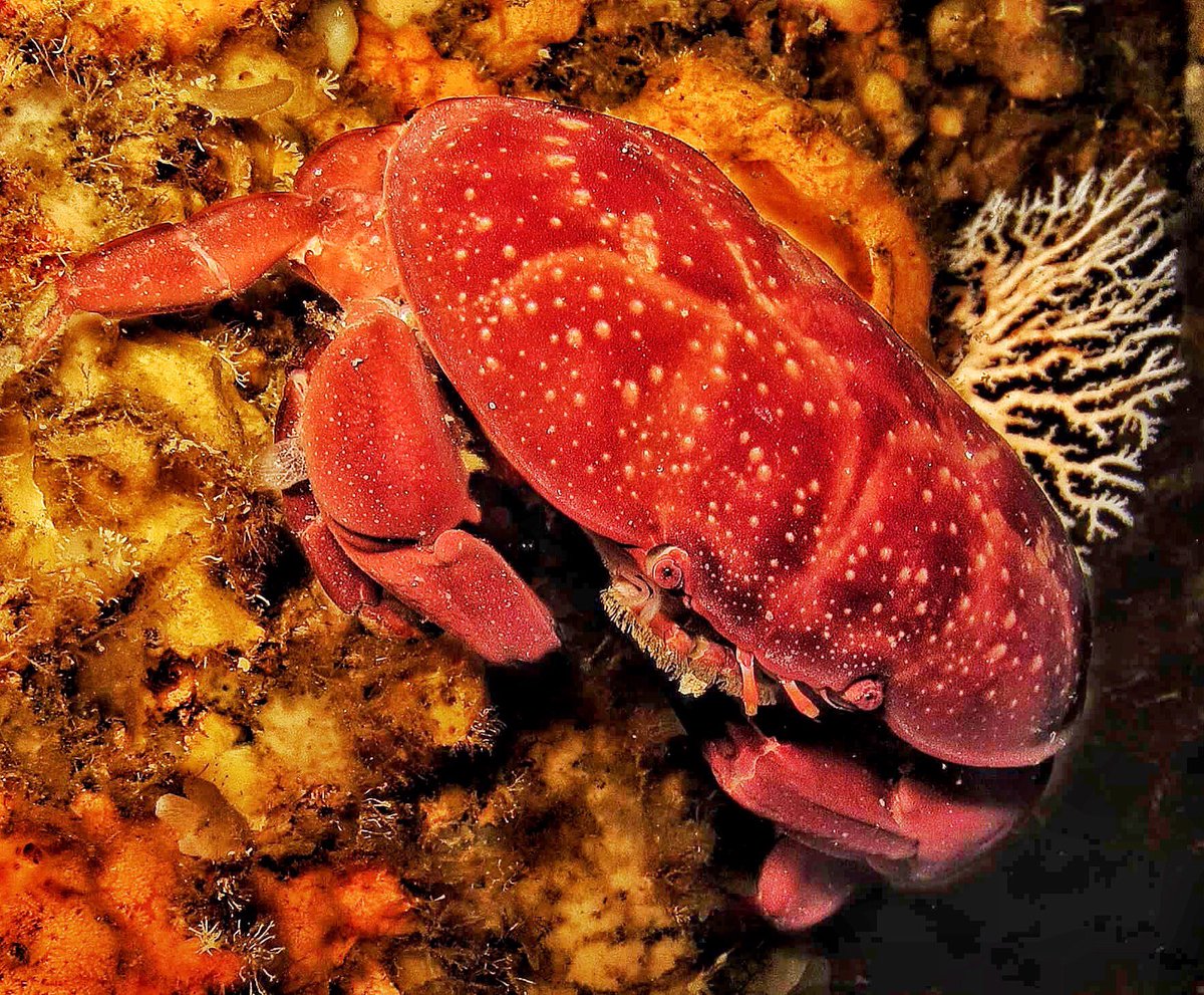 scuba_elnido's tweet photo. Crab in nature #underwater #photography #sealife #crustations #elnido #TurtleDivers #awesomeness #welivetoexplore #padi https://t.co/9mrWvueNx6