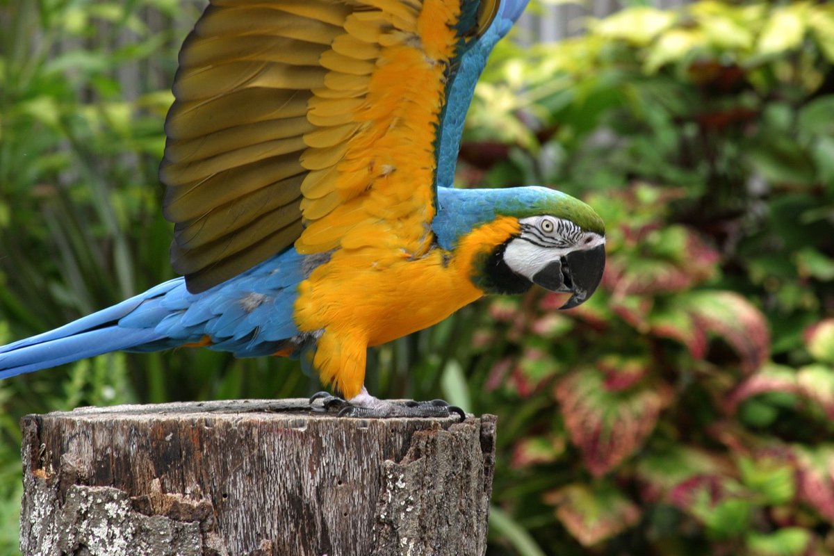 ZooATL tweet media
