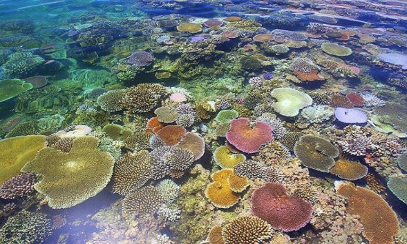 Natural wonders of Tavarua Island💕 #Fiji #FijiNow 📷 : IG'er fijichili