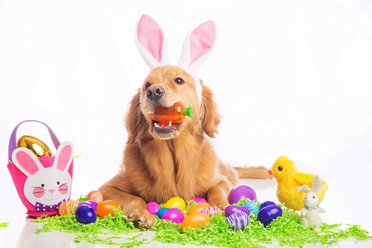 arctrainingnsw's tweet photo. Happy Easter 

From ARC! https://t.co/HaNZCuKHZx