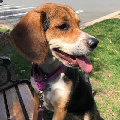 Daisy_hounddog's tweet photo. #NewProfilePic https://t.co/kcIBh0K8on
