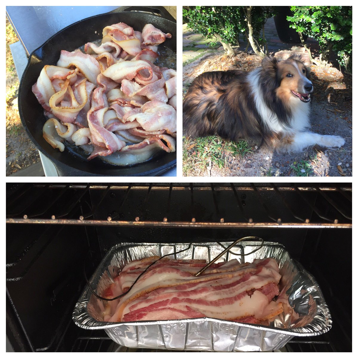 bobheistFL's tweet photo. With Captain Courageous on patrol, brisket in smoker (wrapped in BACON-for moisture) and BACON on grill. #BaconSaturday https://t.co/mmAS0sb2vQ