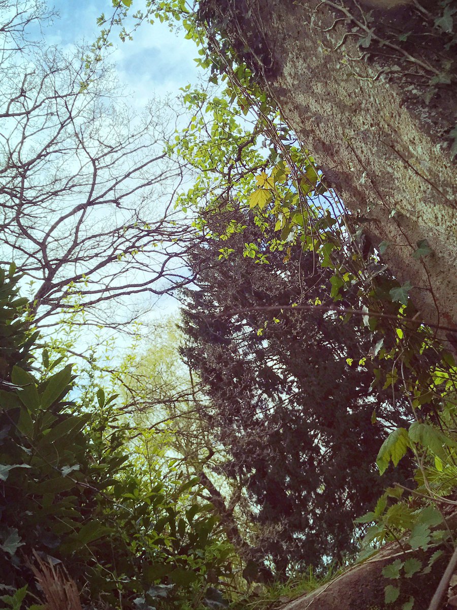 passion_isa's tweet photo. Do PhotographsIn The Wood, Run Alone In The Rain&amp;Sing My Heart Out High Up On A Mountain 
Life Is My Art❣️

#photography #natur

Blessyia❣️ https://t.co/JRbHAKXVu2