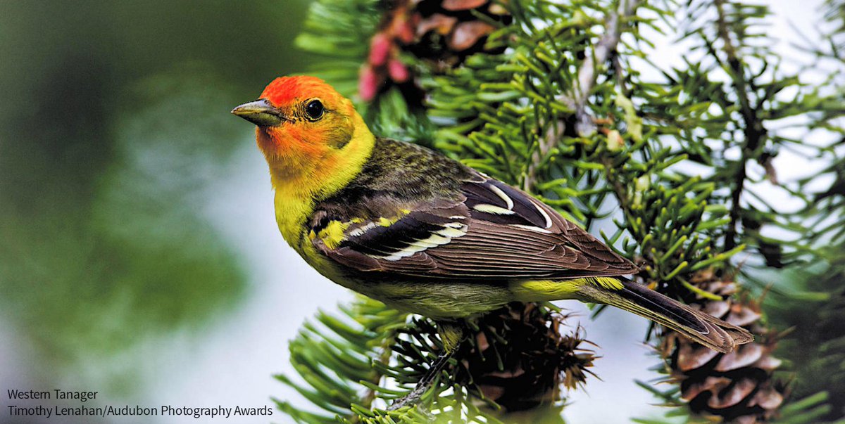 audubonsociety's tweet photo. These native trees and plants will lure warblers, tanagers, orioles, and grosbeaks to your yard: https://t.co/sg6LhxC2MP  #plantsforbirds https://t.co/rMGUaGyVpc