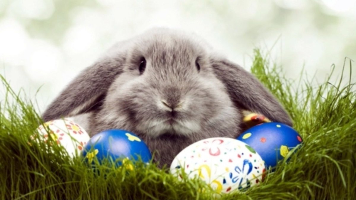 dr_kami_hoss's tweet image. Wishing everyone a beautiful #easterweekend! Save a few chocolate Easter bunnies for #Cavitar!