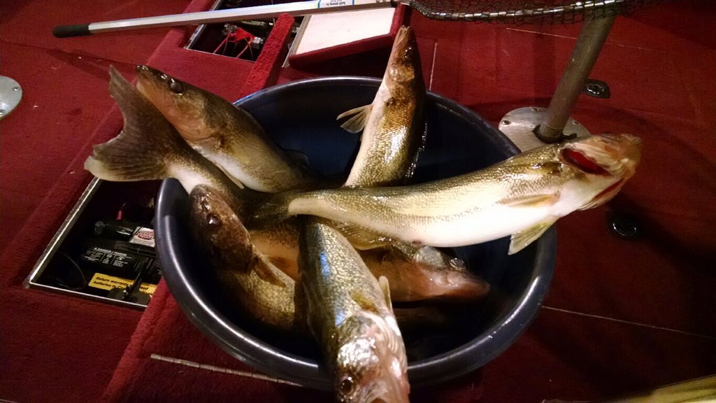 DuckHunterToo's tweet image. #YesterdaysCatch @DuckHunterToo