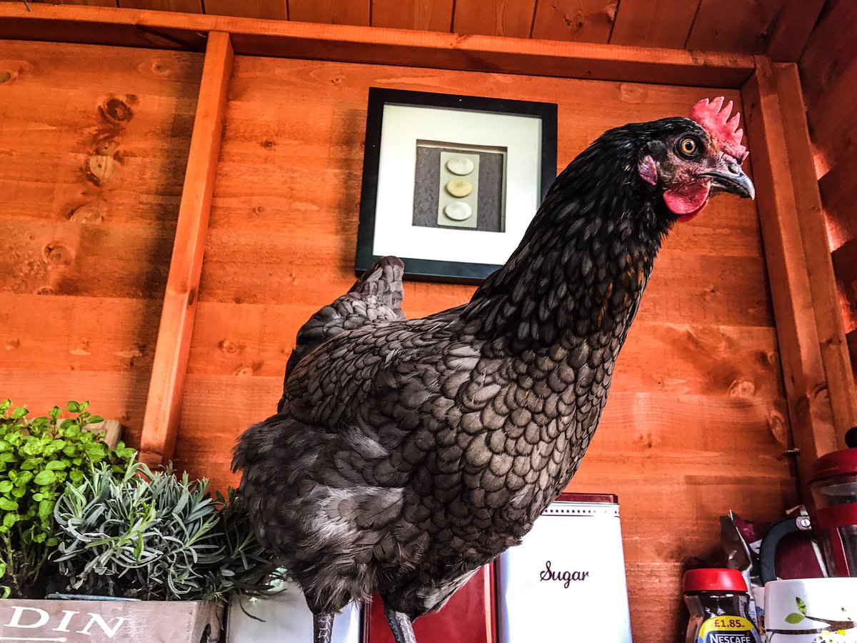 LeeSkilling's tweet photo. My piri piri is proper funny and getting more cheeky by the day 😀😀😀 https://t.co/PFLnAP7dVw