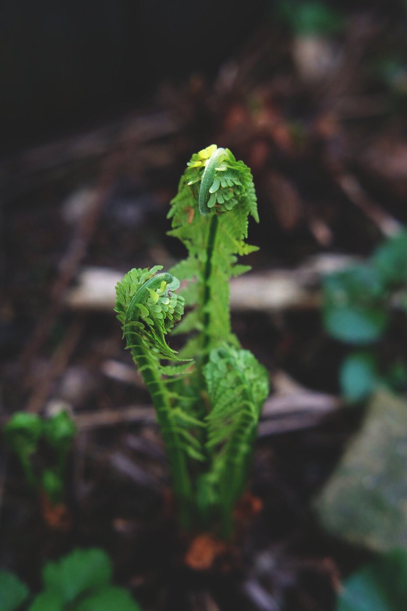 MartinDigital's tweet image. Stop and watch the ferns grow