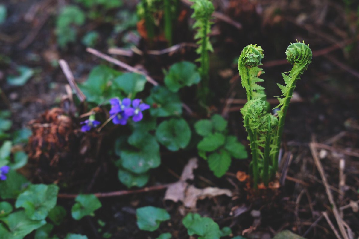 MartinDigital's tweet image. Stop and watch the ferns grow pt2