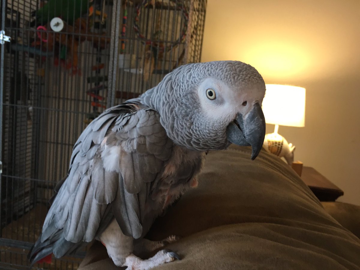 many_creaturess's tweet photo. Louis 💖 #parrot https://t.co/tTI1a9rBJ7