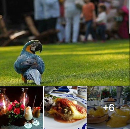 Disfruta de Las Mañanitas en el día o en la noche!
<a href="/las_mananitas/">Las Mañanitas</a> 

goo.gl/6pbYkz